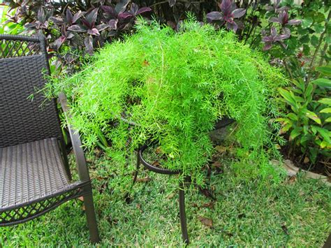 Garden Notes From Hawaii Asparagus Fern Asparagus Aethiopicus