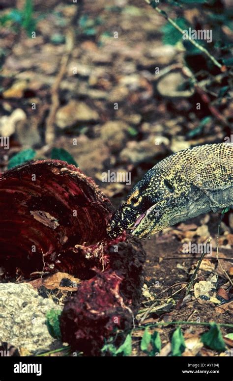 Komodo dragon eating hi-res stock photography and images - Alamy