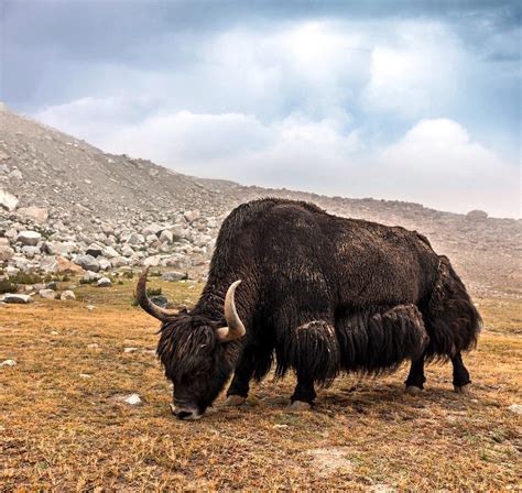 El Yak Es Un Bóvido De Tamaño Mediano Y Pelaje Lanoso Nativo De Las