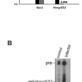 A The Upper Panel Showed Northern Blot Analysis Of The Rna Expression