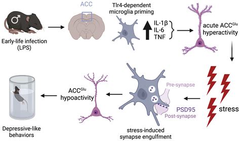 Primetime For Microglia When Stress And Infection Collide Neuron