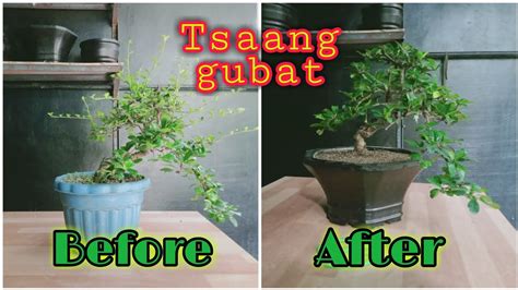 Tsaang Gubat Plant