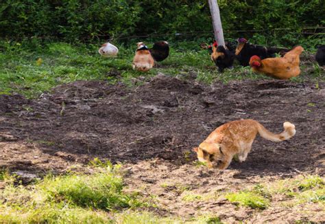 Why Do Chickens Scratch