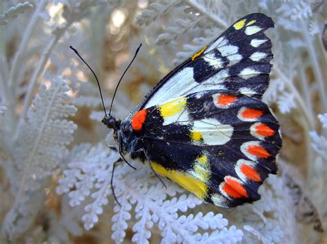 50 Butterfly Species in Australia - Insectic