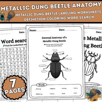 External Anatomy of a Metallic Dung Beetle-Labeling-Definition ...