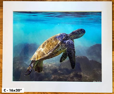 Maui Honu Green Sea Turtle Hawaii Underwater Photo Beach - Etsy