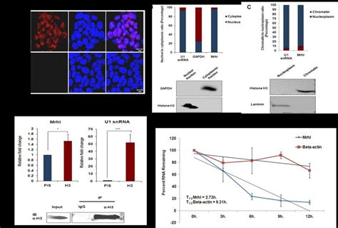 Mrhl Is A Nuclear Localized Chromatin Bound Moderately Stable Lncrna