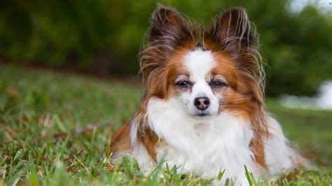 Dog Miniature Continental Toy Spaniel Papillon Animals Wallpapers