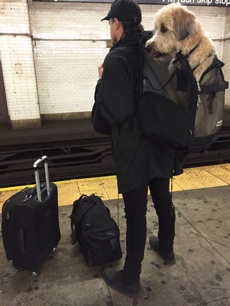 Nyc Subway Banned Dogs Unless They Fit In A Bag So Owners Got Creative