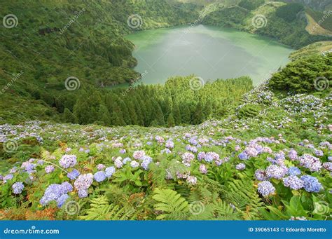 Flowers On The Volcano Stock Image Image Of Coast Azores 39065143