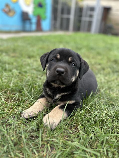 Hundeerfahrung Wichtig Kangal Rottweiler Welpen Suchen Neues Zuhause