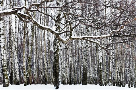 snow covered branch and birch forest 11688938 Stock Photo at Vecteezy