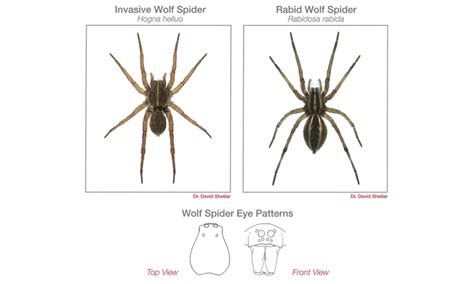 Spider Identification Guide Pestnet® Pest Leads And Marketing