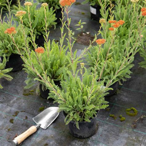 Buy Achillea Sassy Summer Sunset 2ltr Plant Online Marshalls