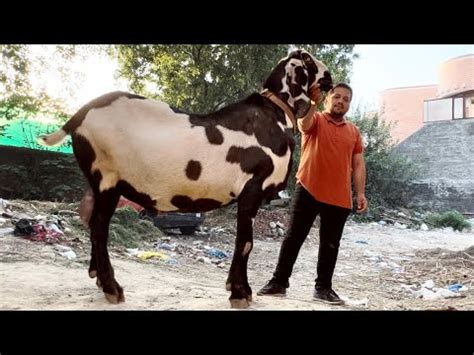 New World Record Biggest Goat In Pakistan Dunia Ka Sub Say Bara Bakra