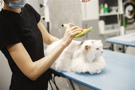 5 Manfaat Lion Cut Bagi Kesehatan Bulu Dan Kulit Kucing