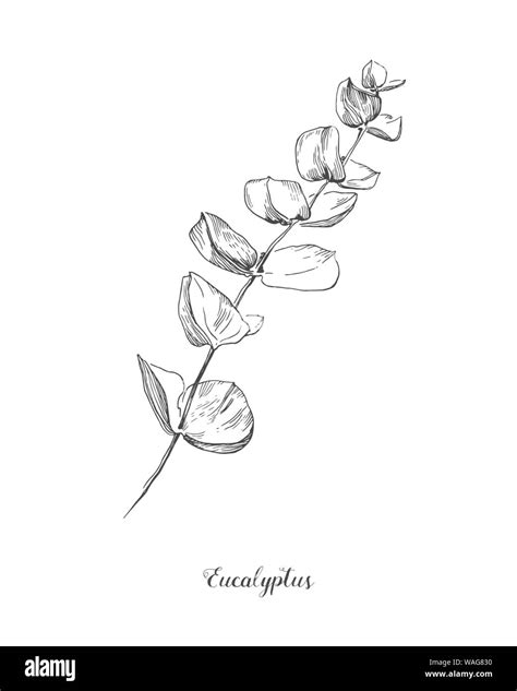 Eukalyptus Zweig Hand Gezeichnet Botanischen Line Art Illustration