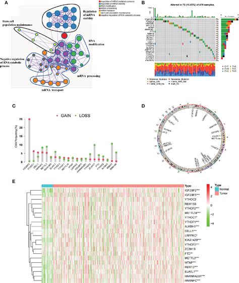 Figure 1 From Comprehensive Analysis Of M6a Regulators Characterized By