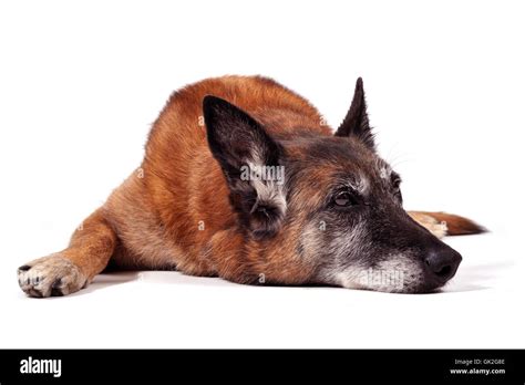 Elderly Shepherd Cut Out Stock Images And Pictures Alamy