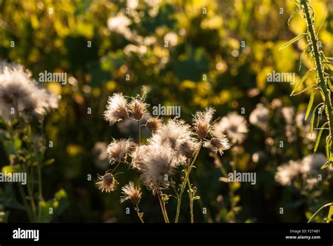 Canadian thistle, a.k.a. Cirsium arvense, releasing its seeds into the wind at sunset with ...