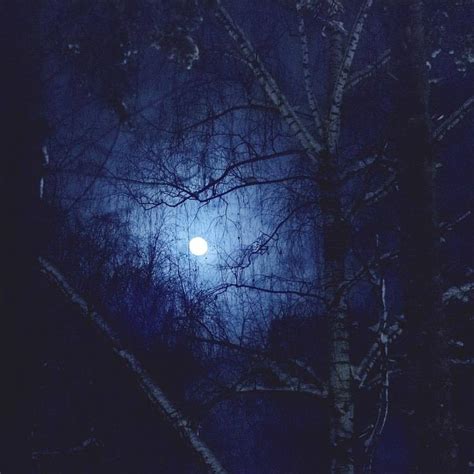 #ночь #луна #лес #зима #деревья #night #moon #forest #winter #trees ...