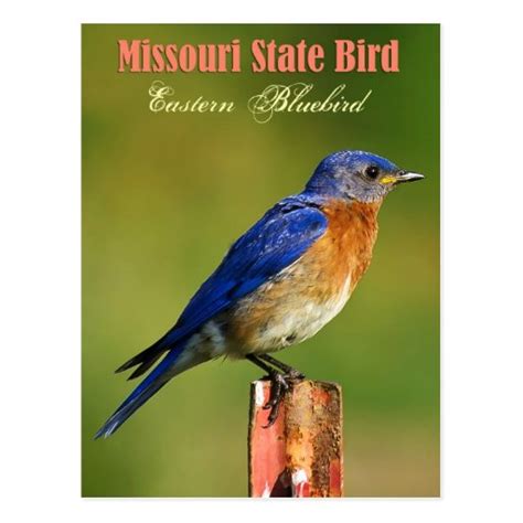 Missouri State Bird - Eastern Bluebird Postcard | Zazzle