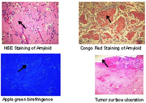 Histology Slides With H E Stain Congo Red Stain Apple Green