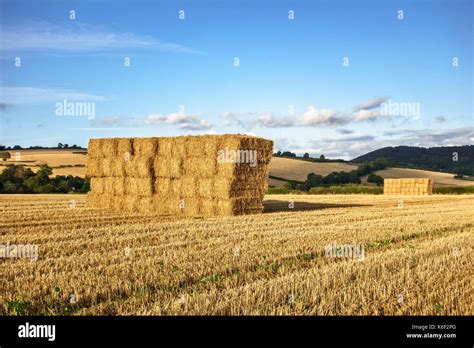 Herefordshire Uk Square Straw Bales Stacked In A Stubble Field After