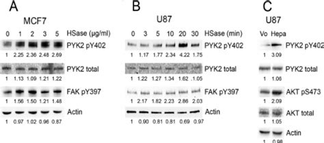 Heparanase Induces Pyk2 And Fak Autophosphorylation A Mcf7 Cells