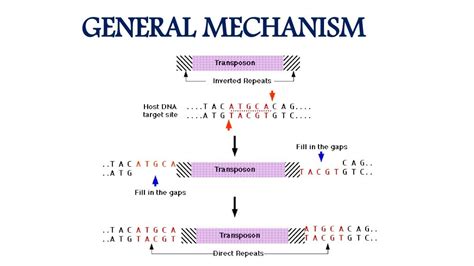 type of genes - jumping genes