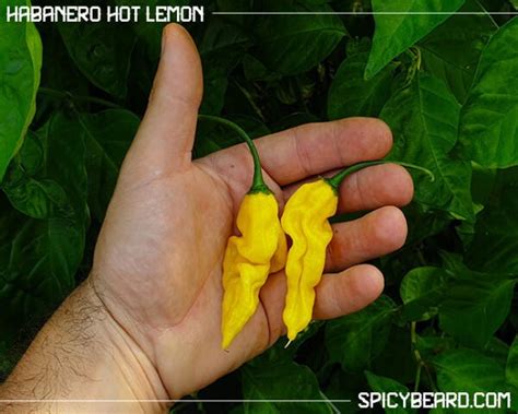 Habanero Hot Lemon Capsicum Chinense Semi Puri