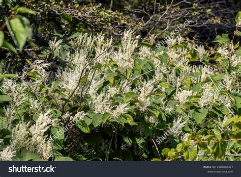 Common Names Japanese Knotweed Asian Knotweed Stock Photo 2200068427