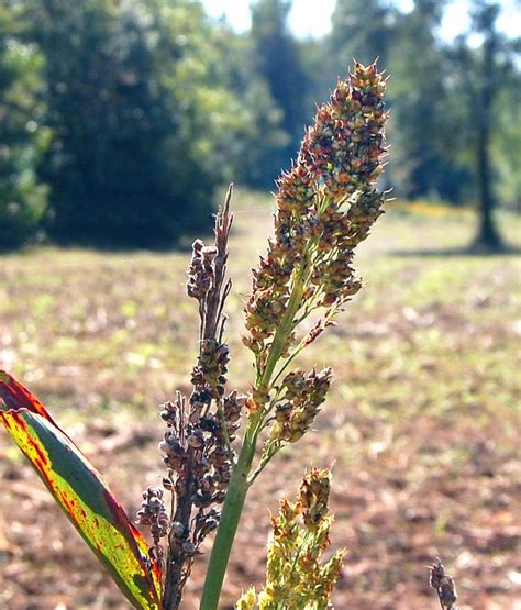 Determining The Best Spring And Summer Food Plots For Deer Great Days Outdoors