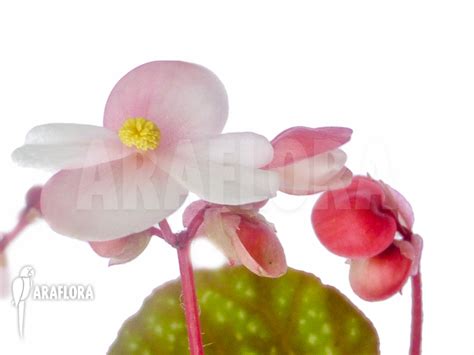 Araflora Exotic Flora And Mehr Begonia Nigritarum