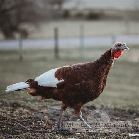 Bourbon Red Turkey Breeding