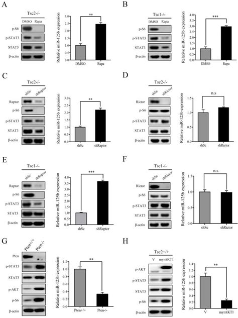 MiR 125b 5p STAT3 Pathway Regulated By MTORC1 Plays A Critical Role In