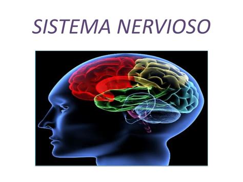 Ppt Generalidades Del Sistema Nervioso Powerpoint Presentation Free