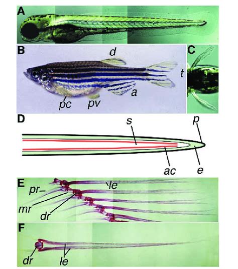 Overview Of Wild Type Fins In Zebrafish A Wild Type Embryo At