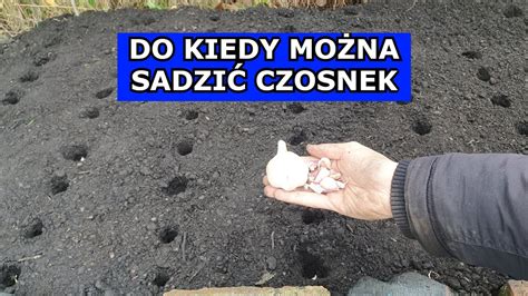 Do kiedy można sadzić Czosnek Zimowy Czosnek Sadzenie w Grudniu Czy