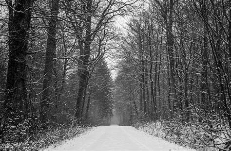 Free Download Hd Wallpaper Forest Path Winter Black And White Full