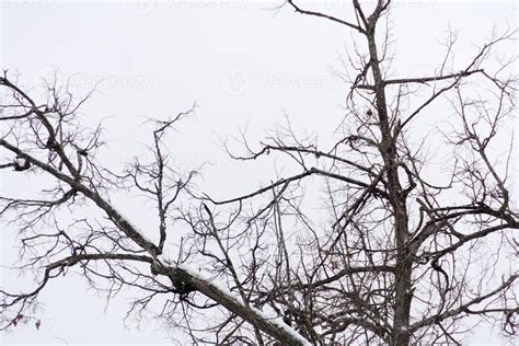 Leafless branches of park winter trees 12974913 Stock Photo at Vecteezy