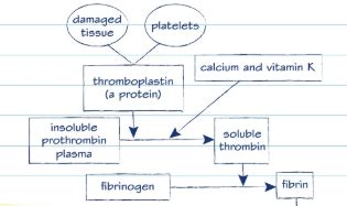 Topic 4 Blood And Blood Clotting Flashcards Quizlet