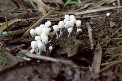 Premium Photo Cluster Of Small White Poisonous Mushrooms Born From