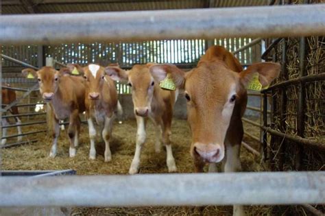 20 Most Popular Cattle Breeds Environment Buddy