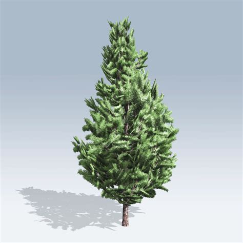 Christmas Scotch Pine (v6) – SpeedTree