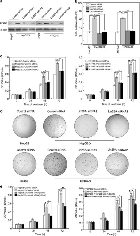 Lin28a Lin28b Contributes To The Proliferation Of Hepatoma Cells