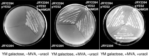 The Functional Complementation For The Growth Of The Yeast Strain