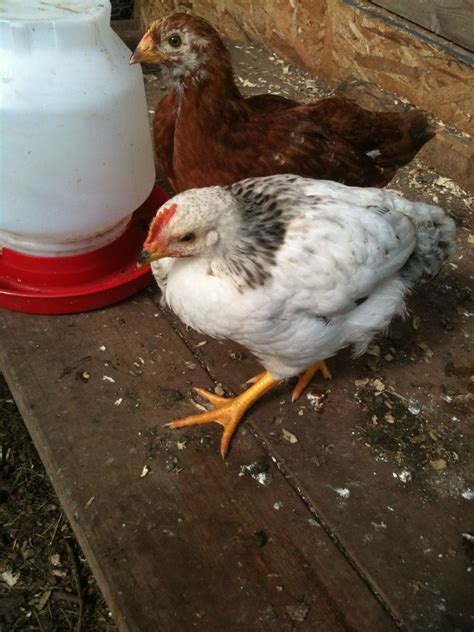 Red Sussex cross or Columbian Rock? | BackYard Chickens - Learn How to