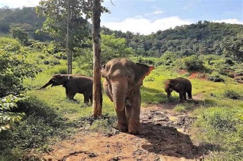 Santuarios De Elefantes En Chiang Mai Cuales Visitar