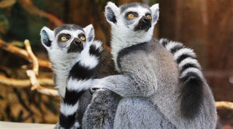 Importance Of Madagascar’s Lowland Rainforest For Lemur Conservation ...